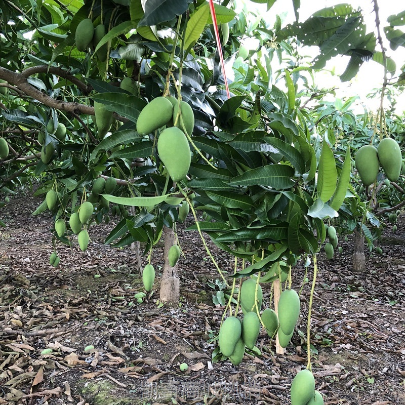 现摘现发新鲜酸脆生吃芒果当季水果芒果芽广西青芒果酸腌制芒5斤
