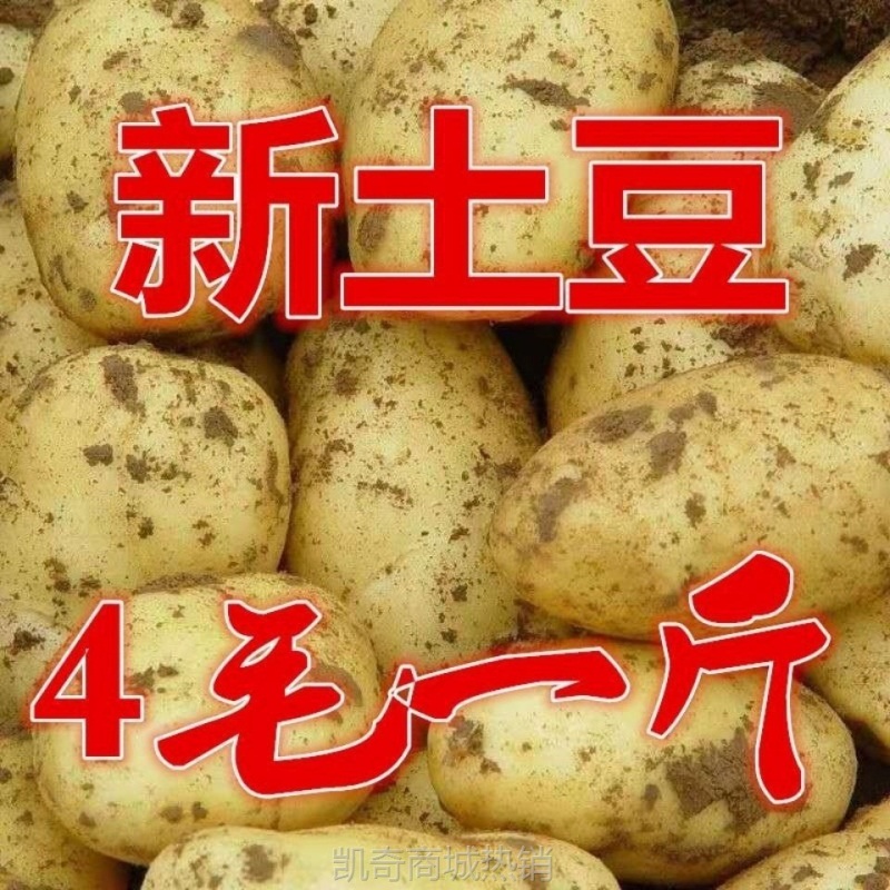 土豆白皮蔬菜农家自种包邮马铃薯低价新鲜洋芋白心挖现挖批发