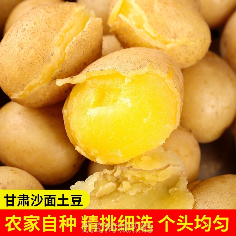甘肃定西土豆新鲜马铃薯沙面粉糯黄皮黄心土豆高山农家自种直供批
