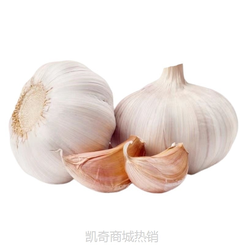 山东大蒜红皮带头子批发头紫皮金乡蒜大干降价新鲜大蒜