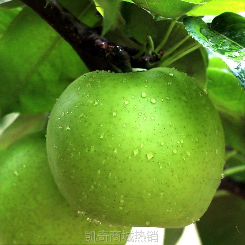 砀山青皮梨酥脆一号山梨新鲜翠冠梨黄皮青皮随机当季新鲜现摘水果