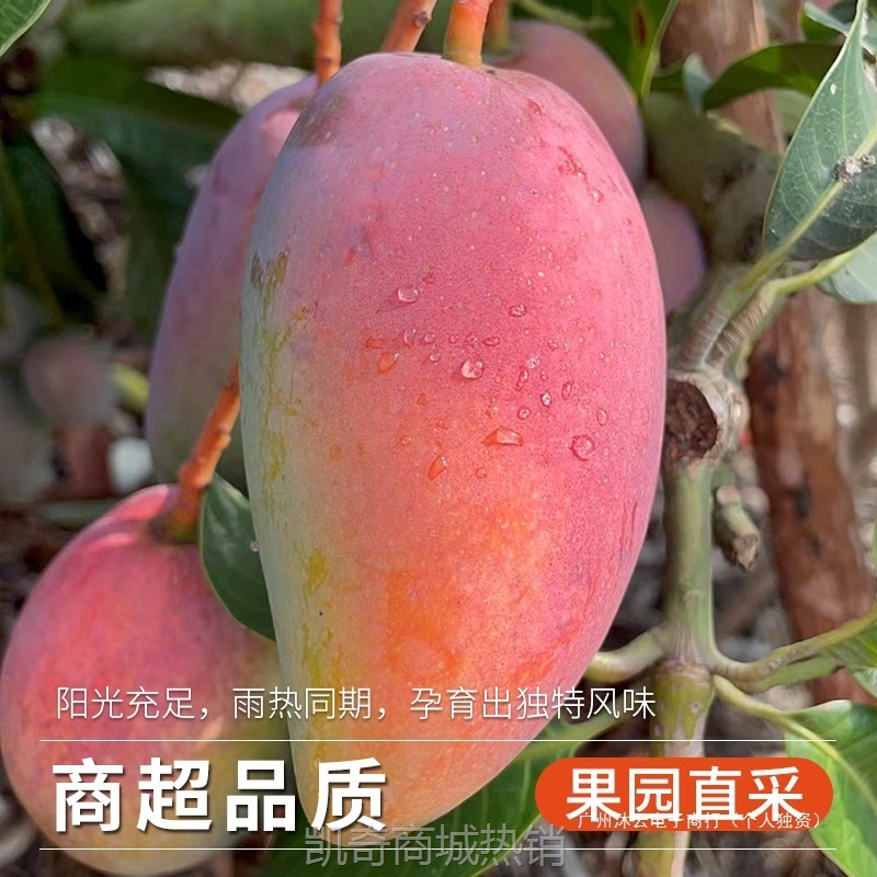 贵妃芒树上熟芒果新鲜10水果大果当季整箱现摘红金龙辣椒芒无