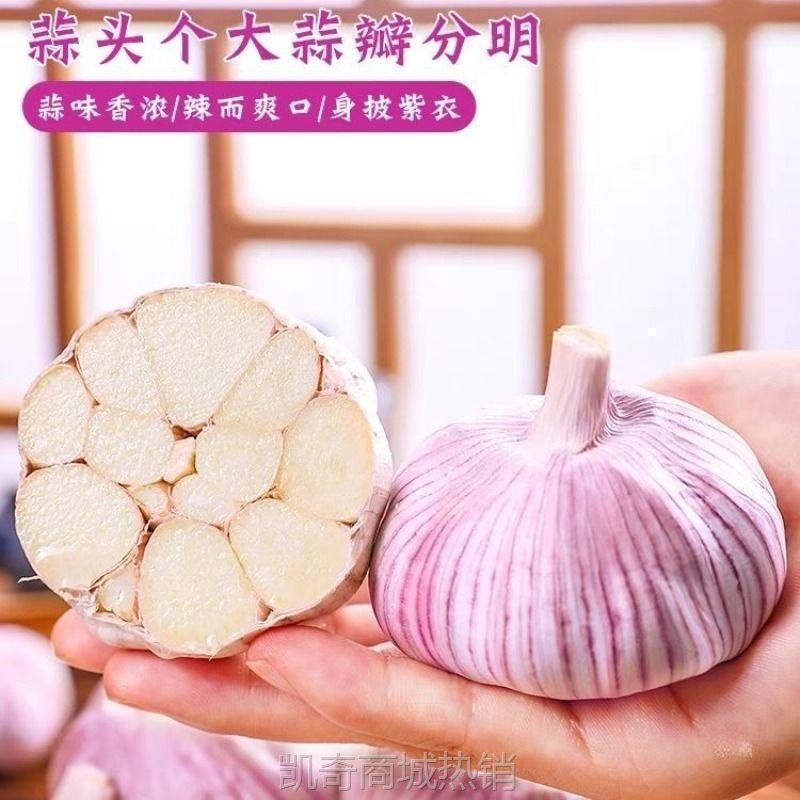 山东大蒜红皮带头子批发头紫皮金乡蒜大干降价新鲜大蒜