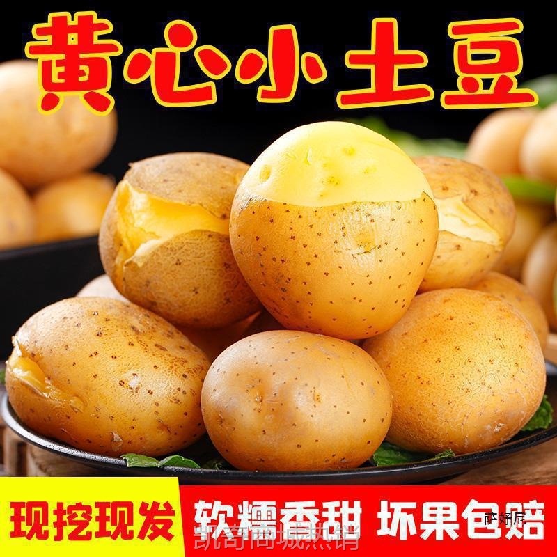 恩施小土豆斤包邮富硒新鲜洋芋迷你黄心士豆湖北马铃薯蔬菜