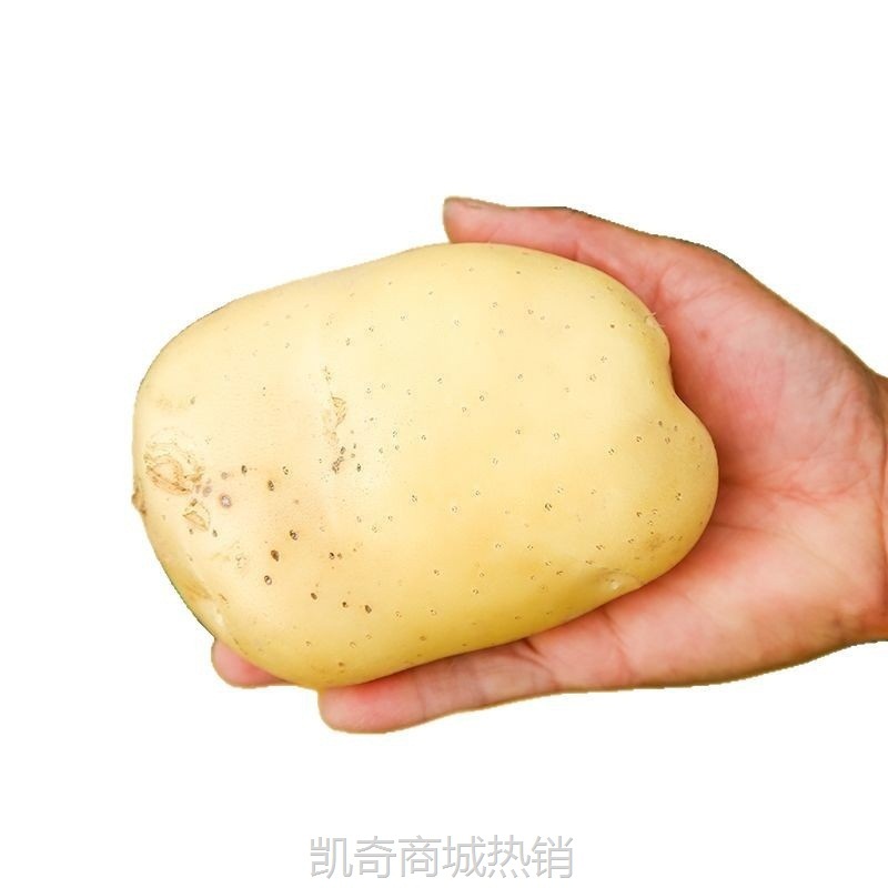 2025年当季新鲜现挖黄心沙面农家土豆高山种植粉糯马铃薯