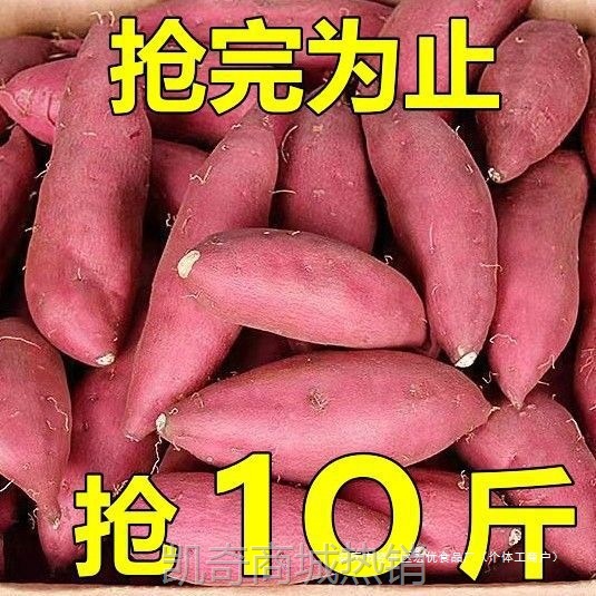 沙地蜜薯新鲜红薯3/5/9斤农家香甜薯板栗黄心烤地瓜糖心番薯山芋