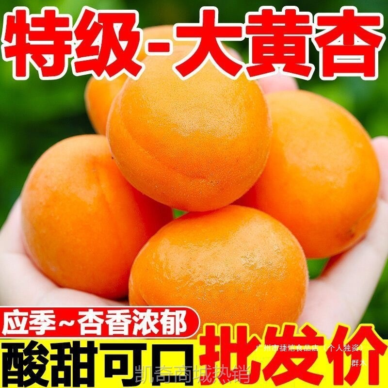 杏子水果新鲜现摘应当季酸甜大黄杏贵妃甜杏整箱批发酸杏非青杏无