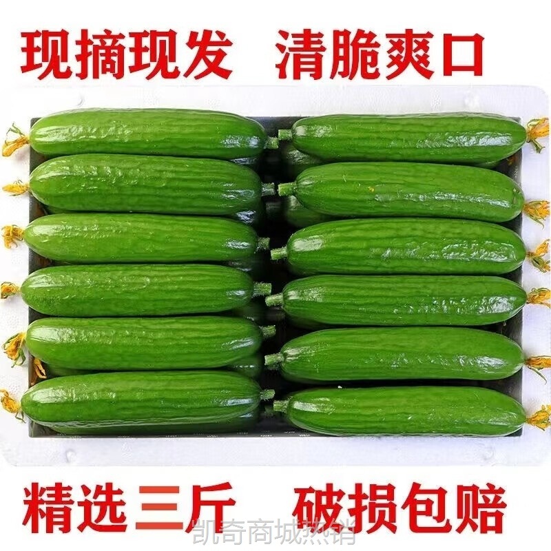 寿光蔬菜水果黄瓜生吃脆新鲜5斤青瓜荷兰当季无刺小黄瓜现摘包邮