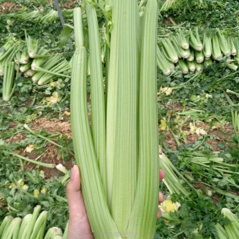 榨汁西芹新鲜大棵半叶西洋芹菜绿色蔬菜嫩心青菜香芹加冰现摘5斤