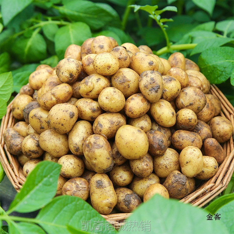 恩施小土豆新鲜马铃薯5斤富硒黄心洋芋现挖蔬菜10马铃薯包邮