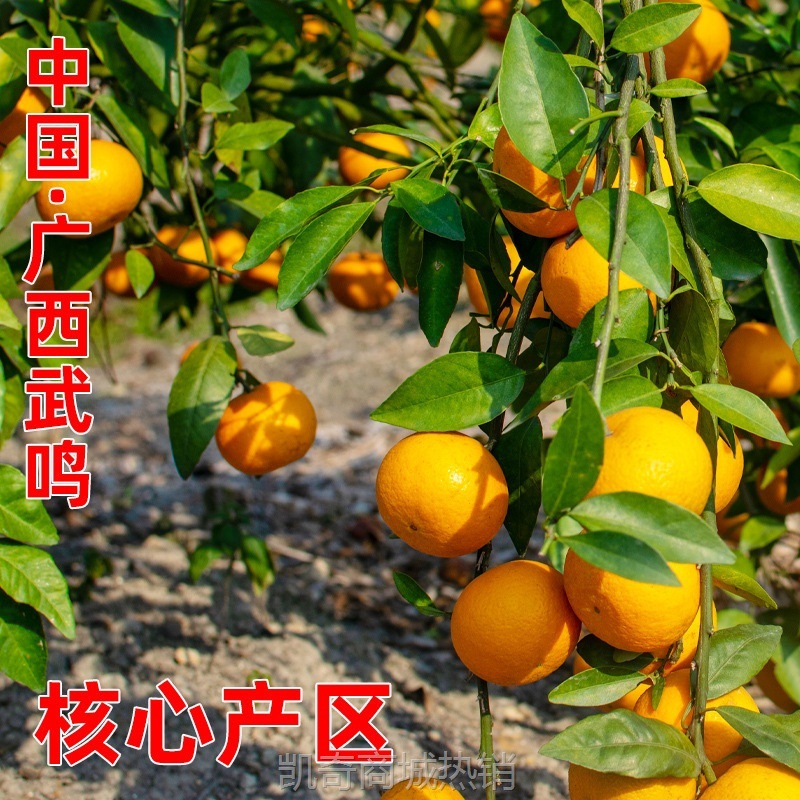 广西武鸣沃柑10斤新鲜水果当季整箱一级沙糖蜜橘砂糖柑橘橘子桔子