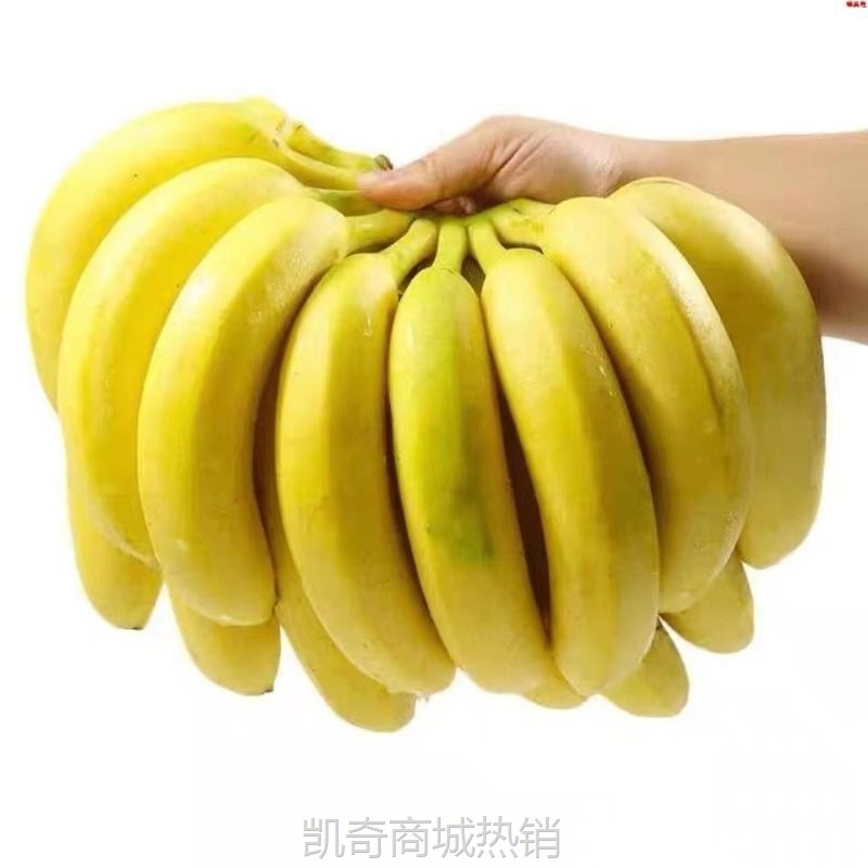 【9斤性价比】云南香蕉现摘青果自然熟香蕉新鲜水果整箱包邮
