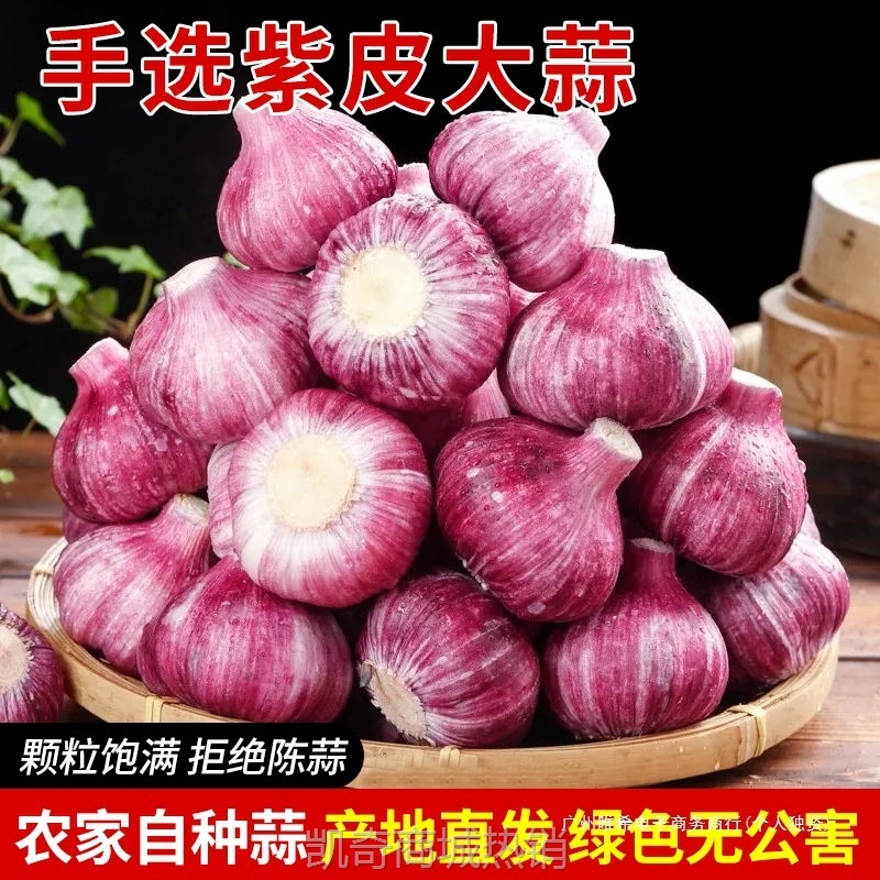 【特价】2025现挖新蒜杞县紫皮大蒜头腌制糖蒜醋蒜新鲜红白皮大蒜