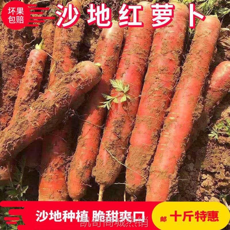 萝卜现发红心新鲜蔬菜挖沙地萝卜胡萝卜新鲜斤现水果10红萝卜陕西