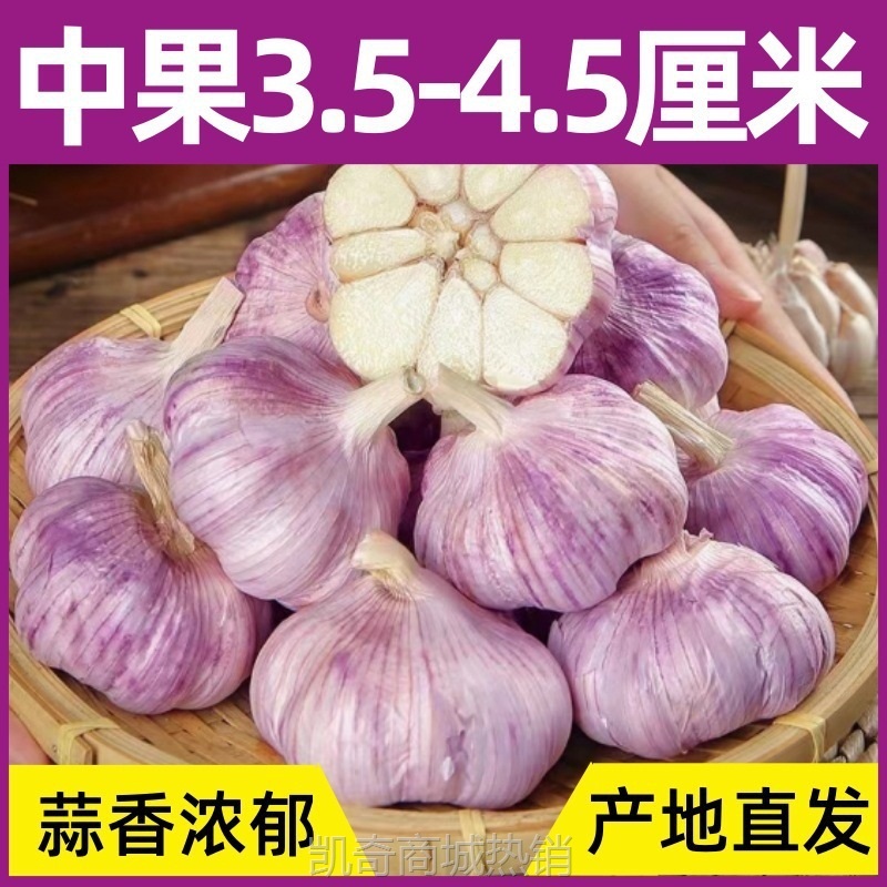 【首单直降】新干蒜紫皮大蒜头批发紫皮大蒜头大新鲜大蒜包邮