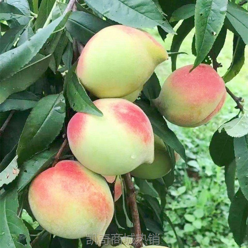 果园现摘正宗鹰嘴桃新鲜桃子当季水果孕妇水蜜桃脆桃整箱包邮
