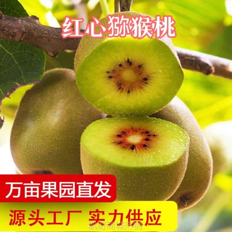 产地直发四川红心黄心猕猴桃新鲜水果奇异果当季弥猴桃一件代发