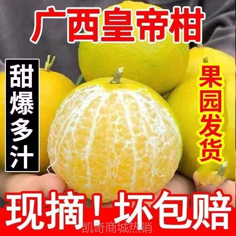 广柑斤新鲜水果贡柑/斤柑橘薄皮批发橘子桔子
