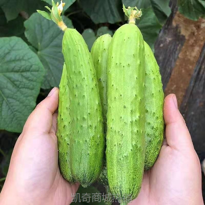 烟台水果黄瓜5斤3基地直供现摘新鲜蔬菜水果小黄瓜非海阳白玉黄瓜