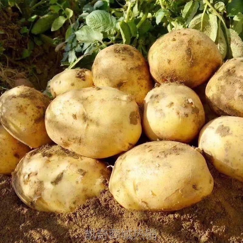 正宗黄皮土豆5斤整箱现挖现发新鲜蔬菜3批发包邮10甘肃洋芋马铃薯
