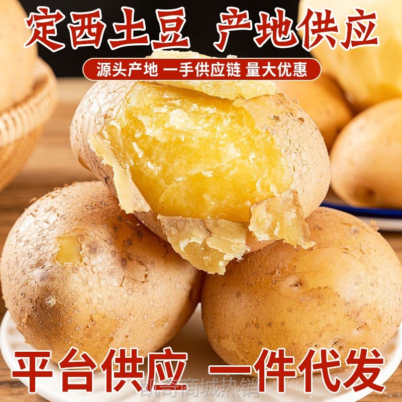 甘肃定西土豆新鲜马铃薯沙面粉糯黄皮黄心土豆高山农家自种直供批