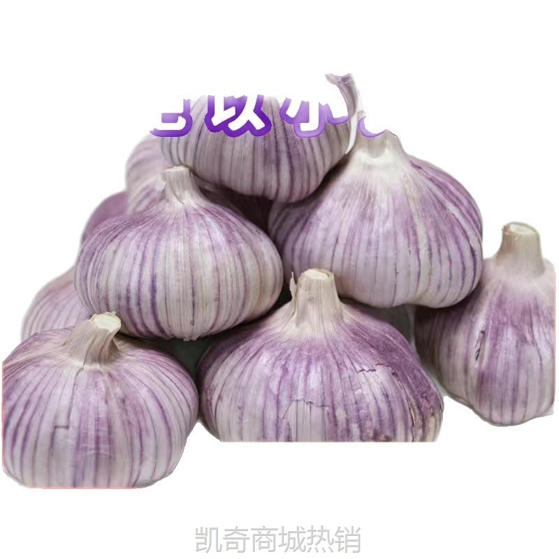 降价带头紫皮红皮批发新鲜大蒜干蒜大蒜头金乡子大山东