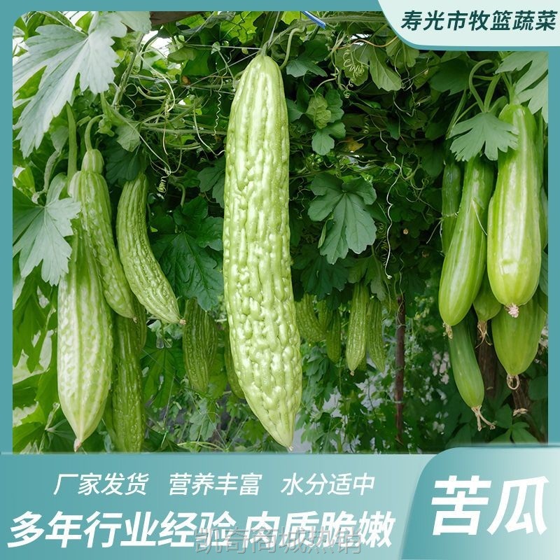 新鲜苦瓜5斤农家自种凉瓜苦瓜脆嫩营养蔬菜山东产地现摘现发当季