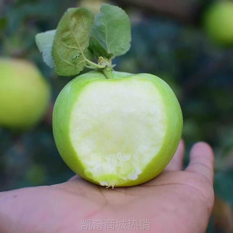 山西新鲜青苹果水果整箱斤当季绿苹果包邮应季酸脆孕妇丑萍平果