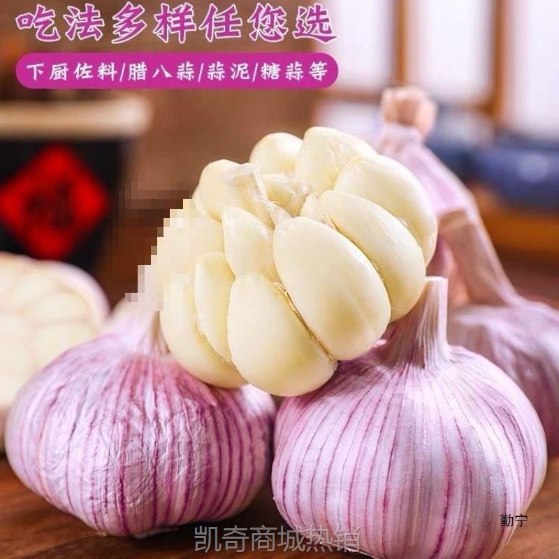 新鲜大蒜蒜红皮大干子紫皮降价山东大蒜头带头批发金乡