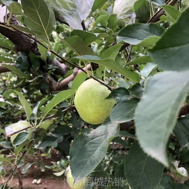 王林苹果现摘当季脆甜孕妇新鲜水果青森丑苹果时令青苹果整箱10斤