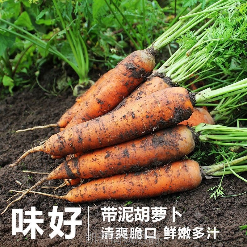 新鲜胡萝卜当季蔬菜脆甜爽口带泥整箱包邮批发农家现挖沙地红萝卜