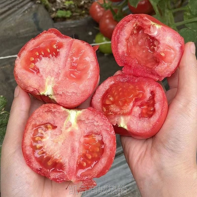 普罗旺斯西红柿批发沙瓤新鲜番茄生吃现摘水果普罗旺斯自然季整箱