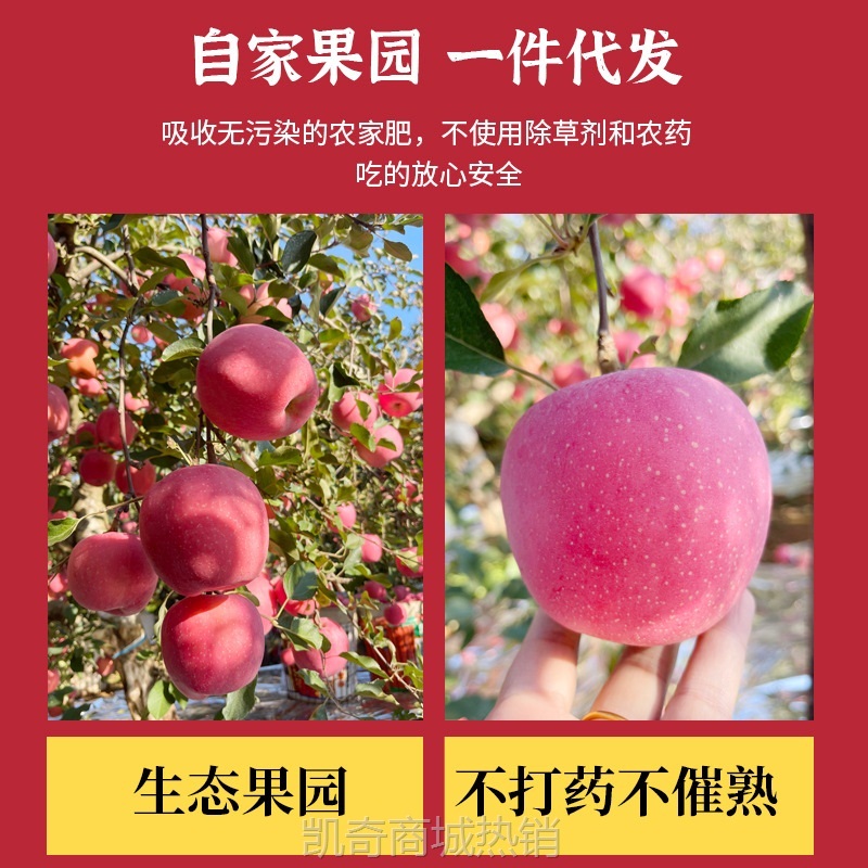 【淡雪条纹】正宗烟台苹果栖霞红富士脆甜新鲜水果整箱产地直发