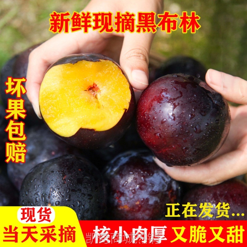 黑布林大李子新鲜黑宝石恐龙蛋脆甜微酸多汁现摘孕妇水果李子
