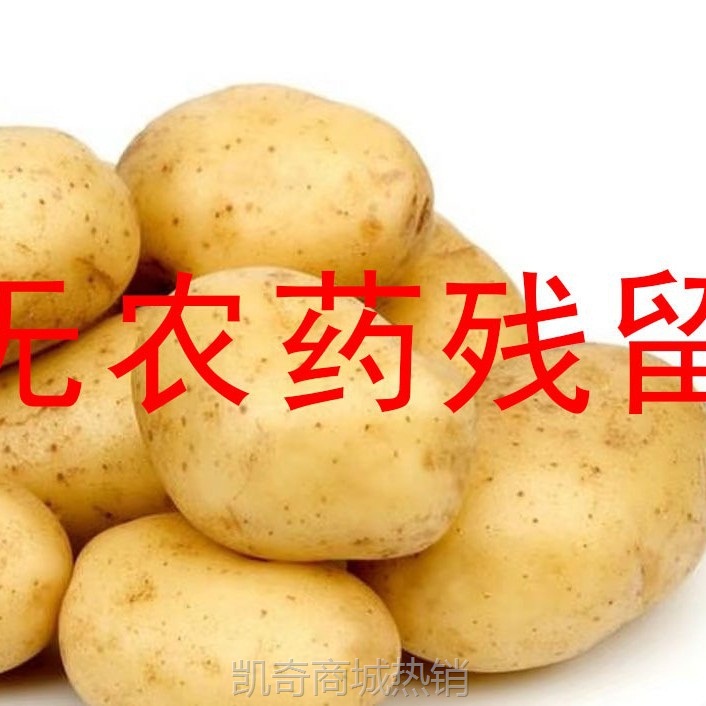 2024年甘肃沙面土豆新鲜黄皮黄心洋芋定西5斤9斤包邮马铃薯辅食