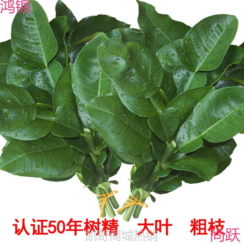 现摘柚子叶去晦气 开运转运乔迁新居折 50年老树绿色新鲜带枝叶