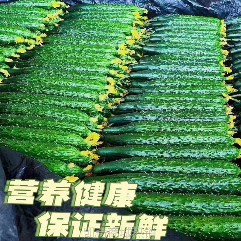 黄瓜现摘现发农家自种应季蔬菜新鲜美味生吃清脆爽口青瓜厂家批发