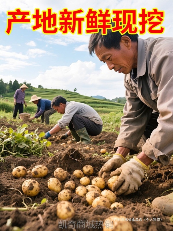 正宗恩施小土豆10斤现挖新鲜黄心土豆当季蔬菜整箱迷你马铃薯洋芋