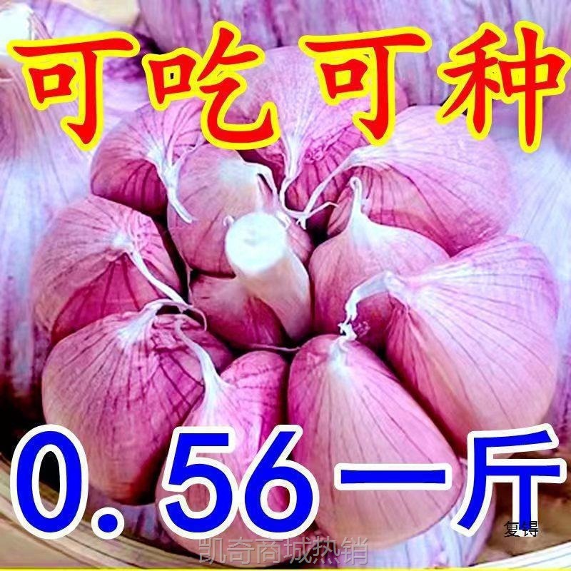 2025整箱干蒜大低价新鲜大蒜头新干大蒜头金乡蒜紫皮大蒜包邮散装