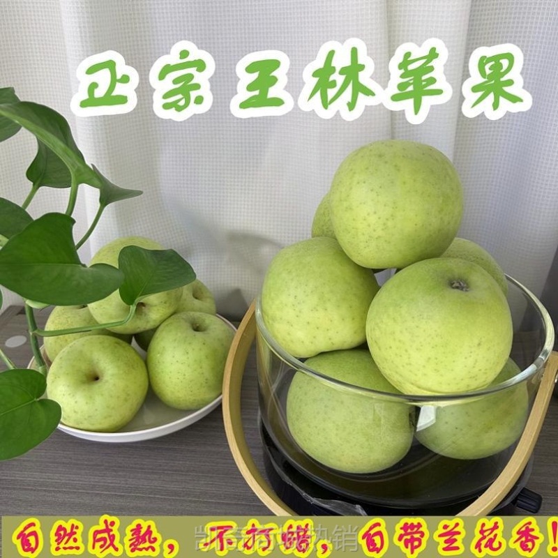 王林苹果现摘当季脆甜孕妇新鲜水果青森丑苹果时令青苹果整箱10斤