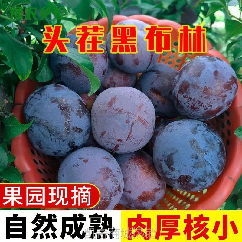 黑布林大李子新鲜黑宝石恐龙蛋脆甜微酸多汁现摘孕妇水果李子