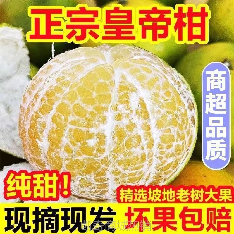 广柑斤新鲜水果贡柑/斤柑橘薄皮批发橘子桔子