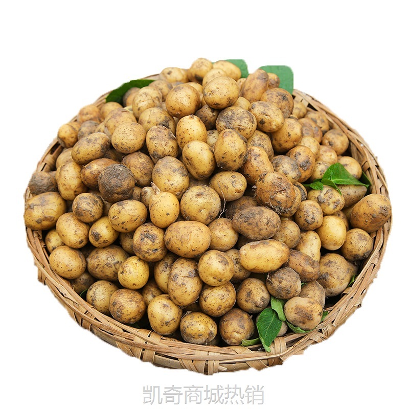 恩施小土豆新鲜马铃薯5斤富硒黄心洋芋现挖蔬菜10马铃薯包邮