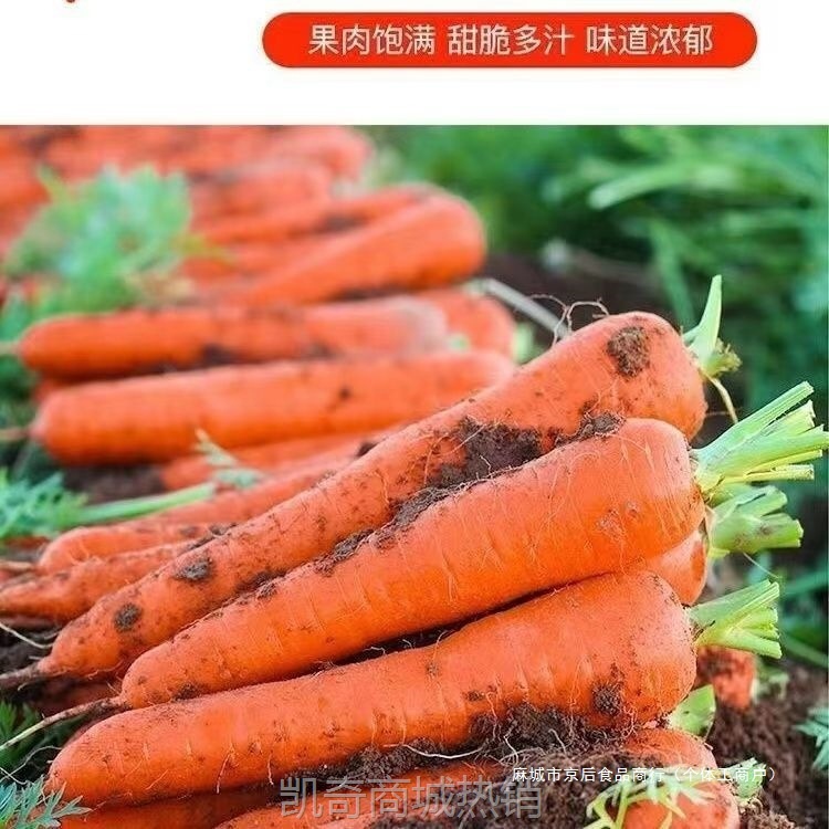 热销新鲜现挖带泥胡萝卜当季农家自种萝卜脆爽多汁水果蔬菜