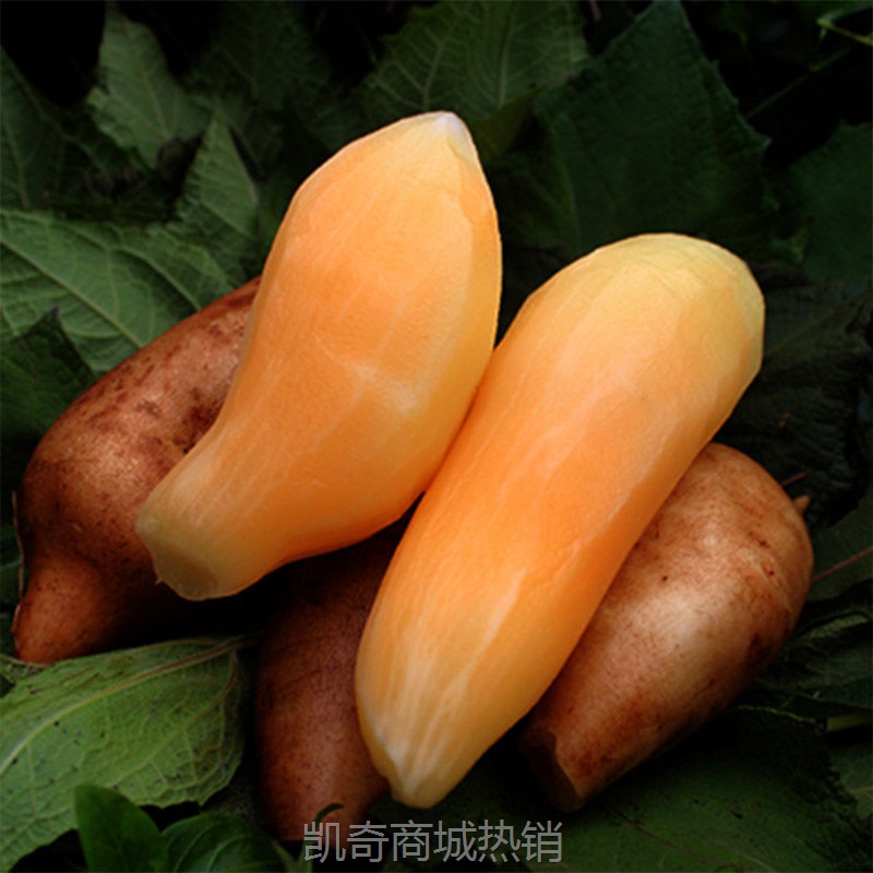 云南天山雪莲果新鲜水果黄心清甜当季现挖先发整箱清甜 包邮