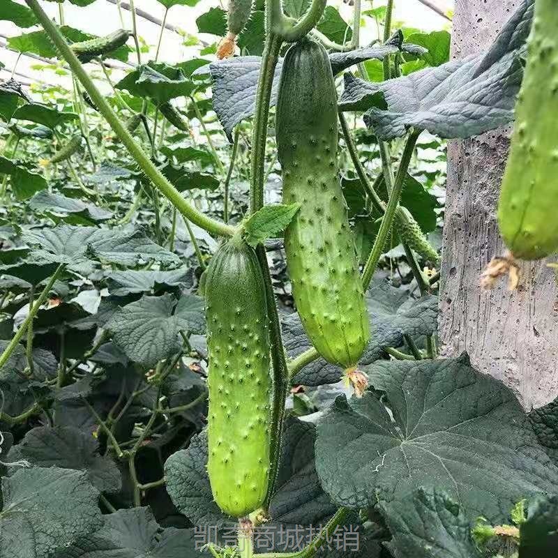烟台水果黄瓜5斤3基地直供现摘新鲜蔬菜水果小黄瓜非海阳白玉黄瓜