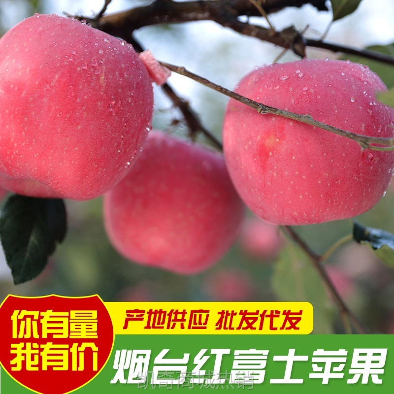 产地现货烟台红富士苹果新鲜水果批发脆甜可口红富士苹果代发优质