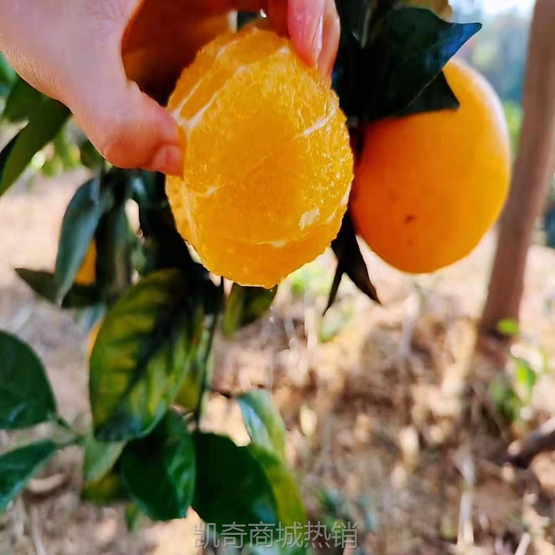 【产地直发】赣南脐橙当季夏橙新鲜水果现摘10斤甜橙赣州橙子批发