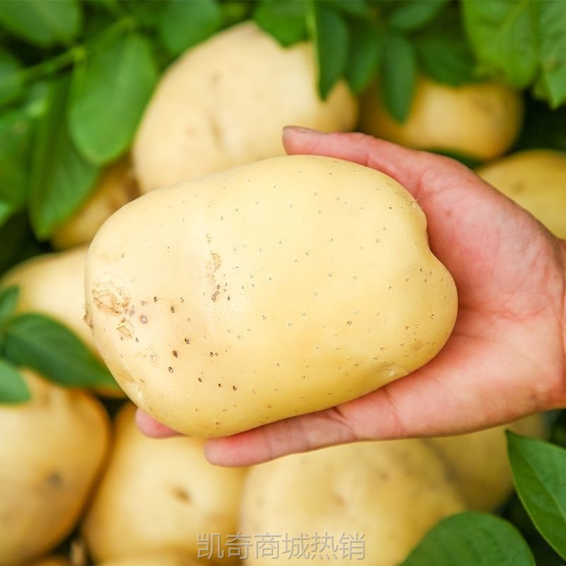 2025年当季新鲜现挖黄心沙面农家土豆高山种植粉糯马铃薯