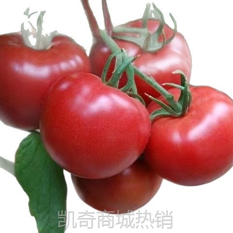 内蒙赤峰番茄之乡无公害西红柿番茄西红柿新鲜碱地硬果番茄耐运输